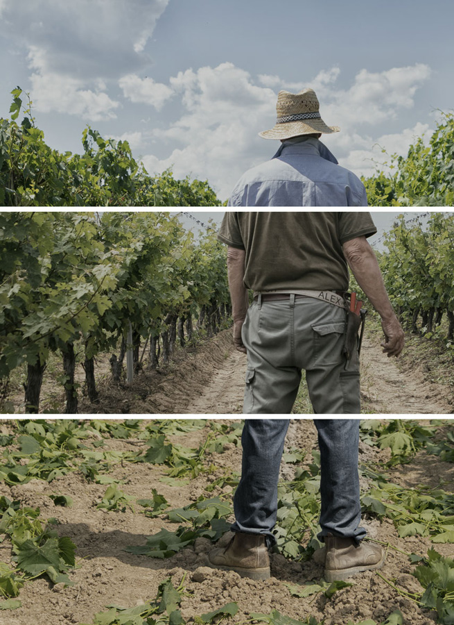 I soci di Cantina i vini di Maremma sono i custodi di questo territorio della Toscana